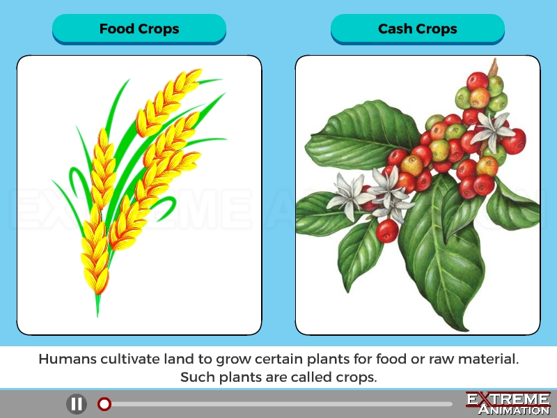 TYPES OF CROPS